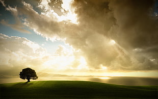 grass field, trees, field, clouds, landscape HD wallpaper