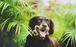 medium short-coat black and tan dog