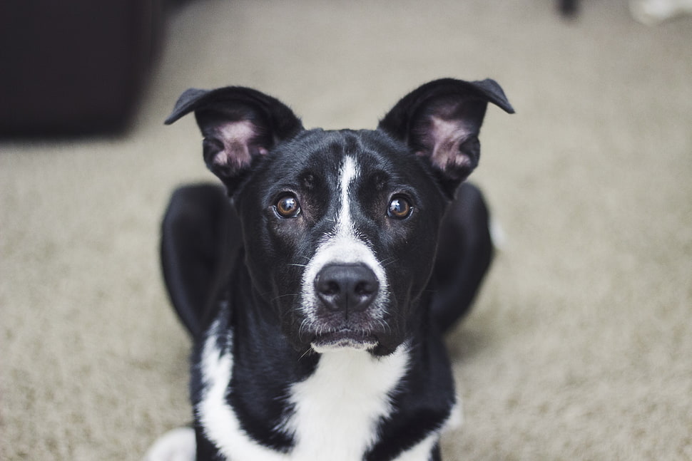 short-coated black and white dog HD wallpaper