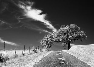 grayscale photography of trees and field
