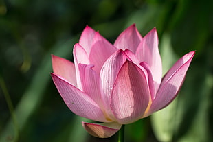 focus photography of pink Lotus flower in bloom, water lily