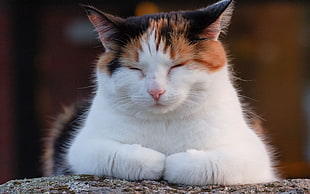 calico cat with closed eyes