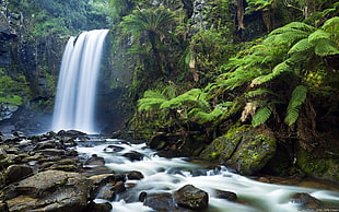 waterfalls and green ferns, nature, waterfall, landscape