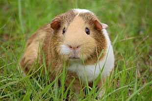 white and brown hamster on green grass