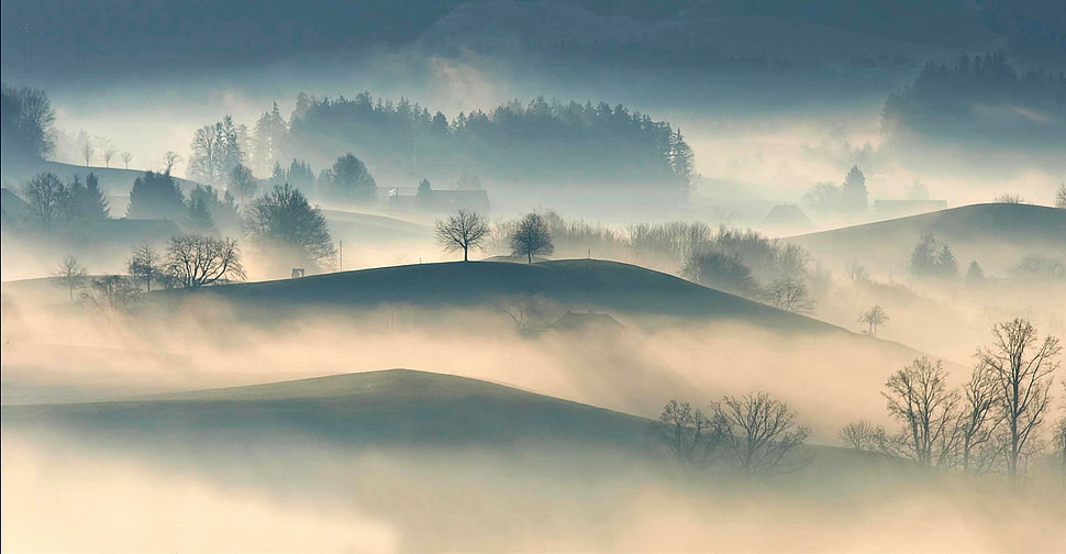 trees and mountains surrounded by fog HD wallpaper