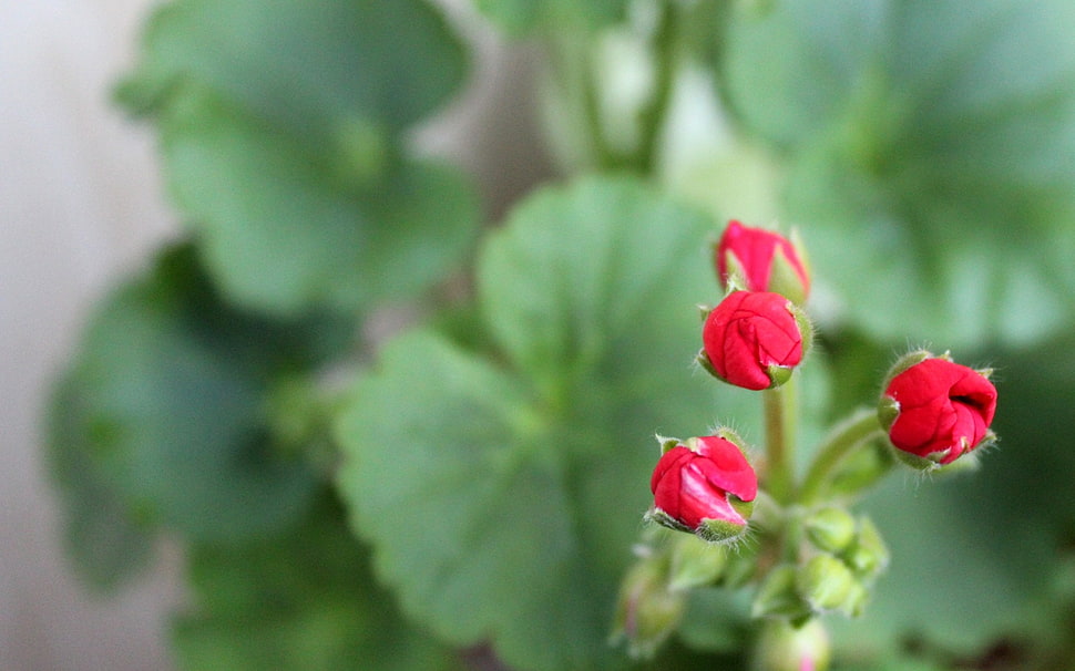 selective focus photography of Geranium flower buds HD wallpaper