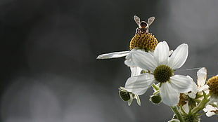 selective focus photography of bee on white petaled flowers