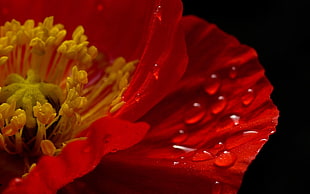 selective photo of red flower