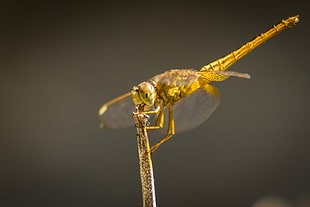 yellow dragon fly on brown plant HD wallpaper