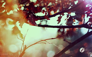 brown leafy tree with brokeh effect photo HD wallpaper