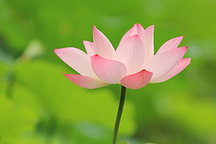 selective photo of pink Lotus flower at daytime
