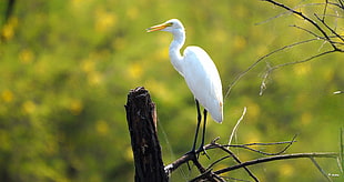 white and black bird, great egret