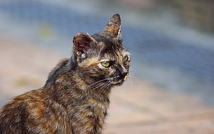 calico cat in close up photography