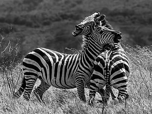 greyscale photography of two zebra on field, zebras