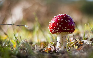 red and white mushroom, mushroom, nature