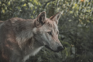 gray wolf, landscape, wolf HD wallpaper