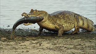 gray crocodile, crocodiles, fish, reptiles