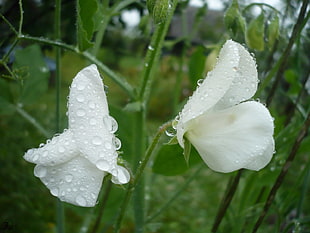 selective focus photography of white poppies with water droplets