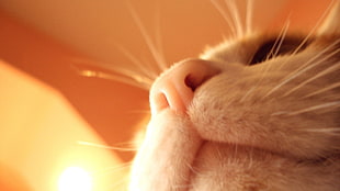 close-up photo of cat HD wallpaper