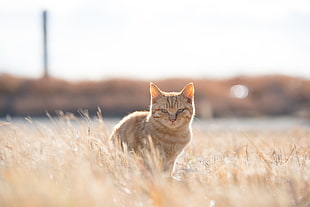 tilt shift photograph brown cat on brown grass field