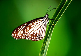 shallow Focus Photography shot of white and brown butterfly, thailand