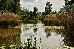 bodies of water surround with grasses