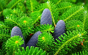 black pine cones