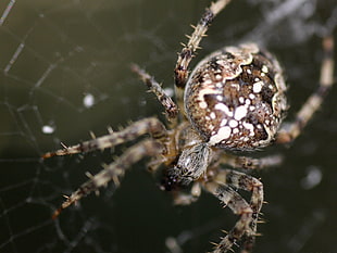 brown barn spider on web in closeup photo