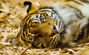 tiger lying in the ground HD wallpaper
