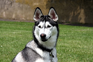 black and white Siberian Husky in green grass during daytime