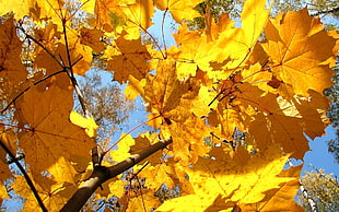 yellow maple leaf tree HD wallpaper