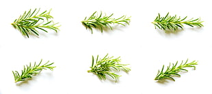 green Rosemary herbs HD wallpaper