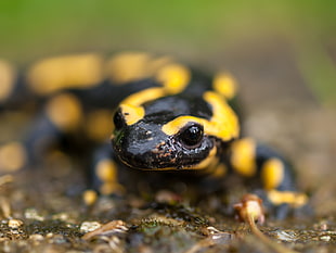 yellow and black gecko, fire salamander
