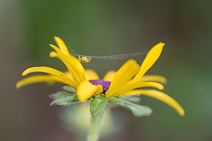Marbled orb weaver spider on its web on yellow flower macro photography t, araniella