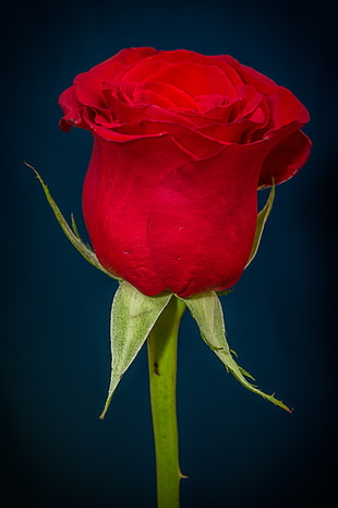 focus photography of red rose HD wallpaper