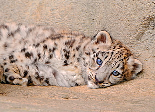 Cheetah lying on the ground HD wallpaper