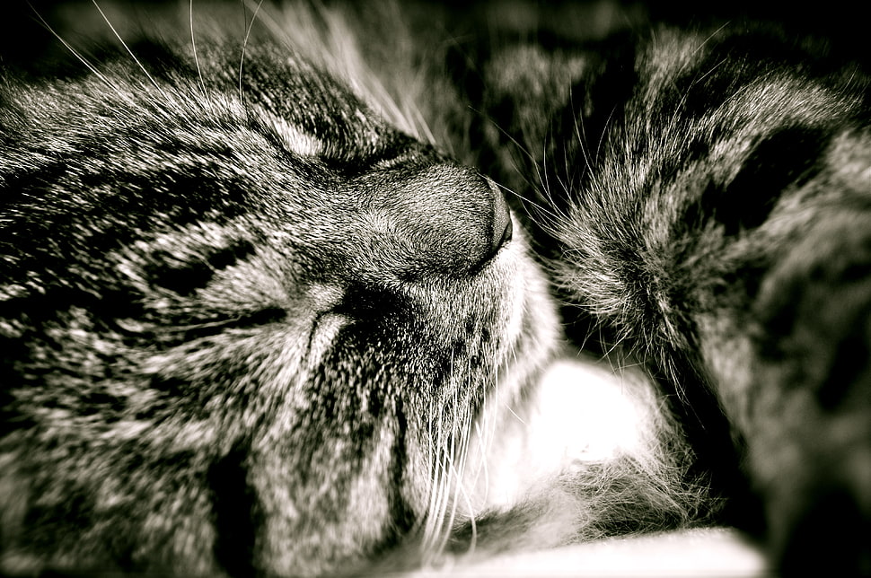 black cat photography HD wallpaper