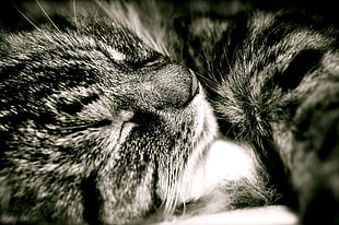 black cat photography HD wallpaper