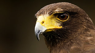 brown pigeon, eagle, birds, animals