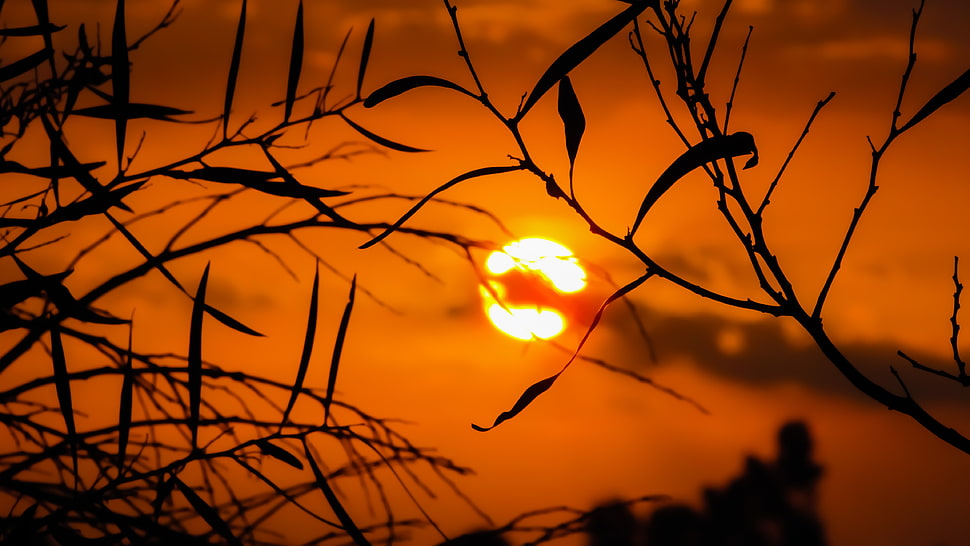 focus photography of silhouette of leaves against sunset HD wallpaper