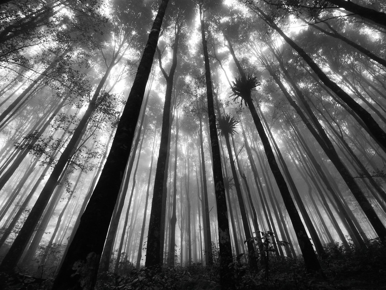 low angle view of trees