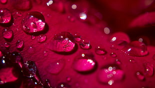 drop of water, rose