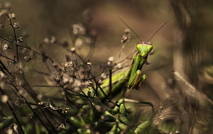 selective focus photography of praying mantis