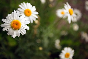 closed up photography of white Daisies flowers HD wallpaper