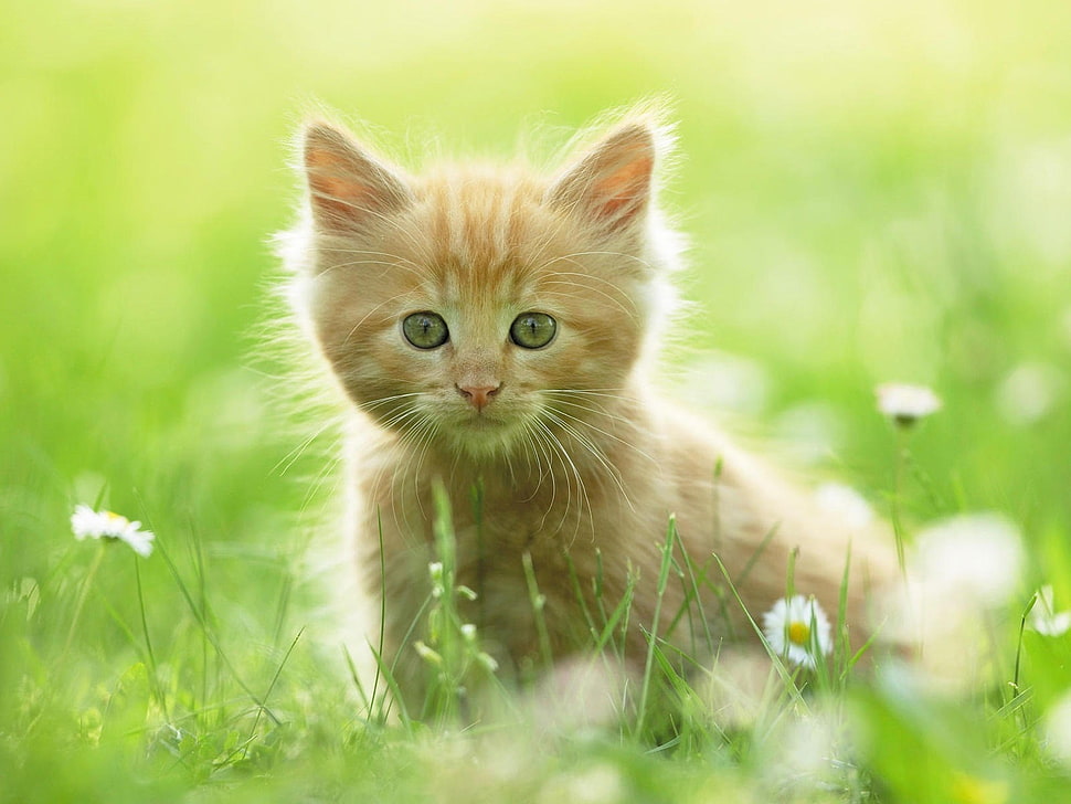 orange tabby kitten on grass HD wallpaper