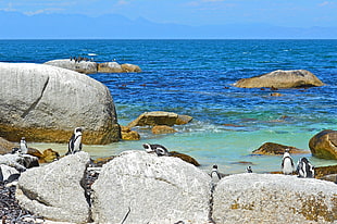 black and white penguin standing on gray stone fragment