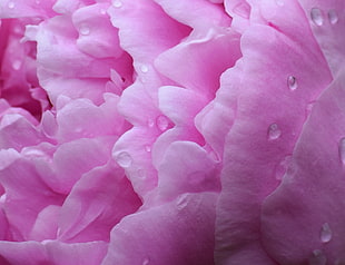 macro photo of pink petaled flower with water dews, peony