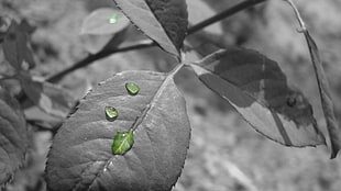 selective color of rain dew on plant leaf