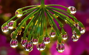 shallow focus photography of water drops