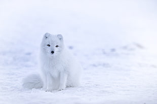 Arctic Fox on snow covered field HD wallpaper